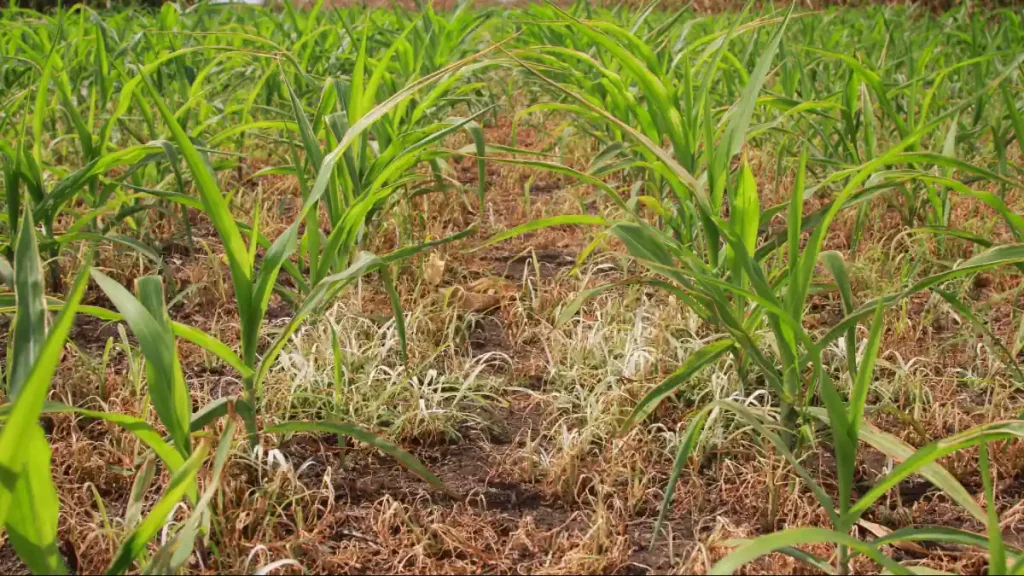 Lavoura de milho pós-aplicação de herbicidas, evidenciando as daninhas em fase de senescência próximo ao solo.