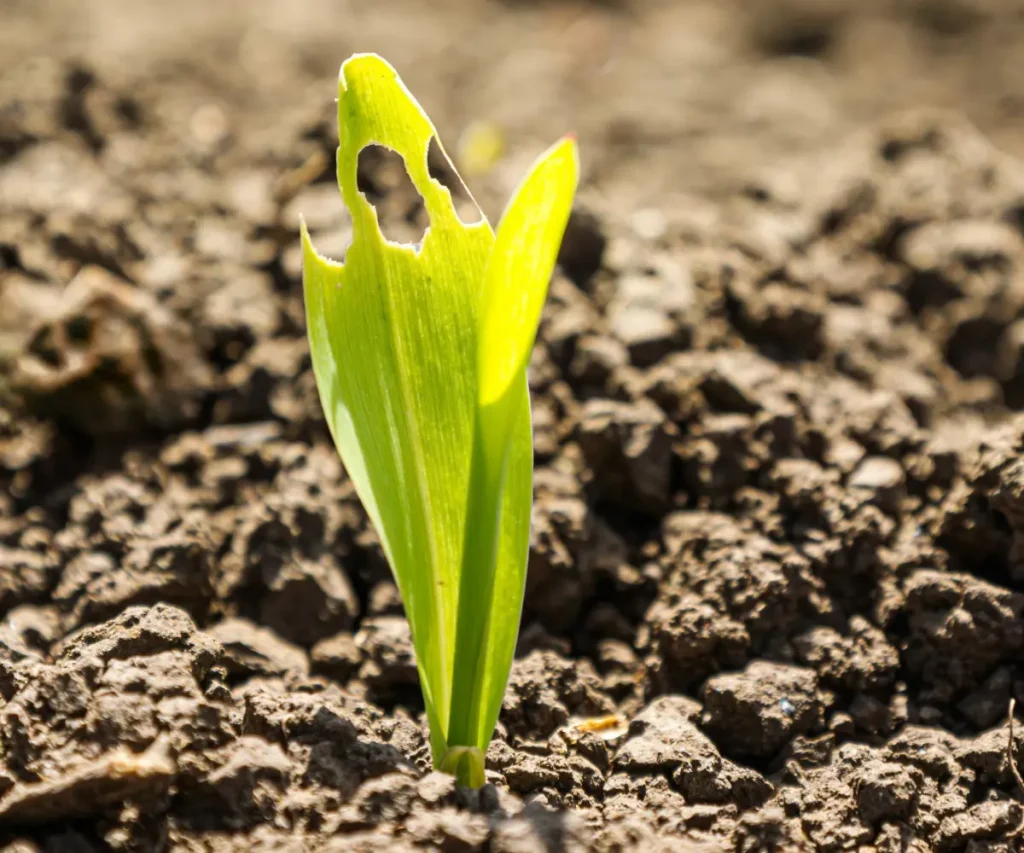 Plântula de milho com sinais de ataque de lagarta.