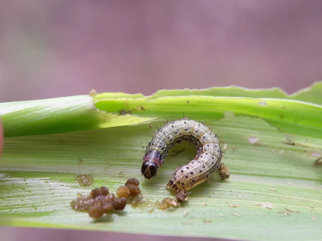 Lagarta-do-cartucho, Spodoptera frugiperda, em folha de milho.