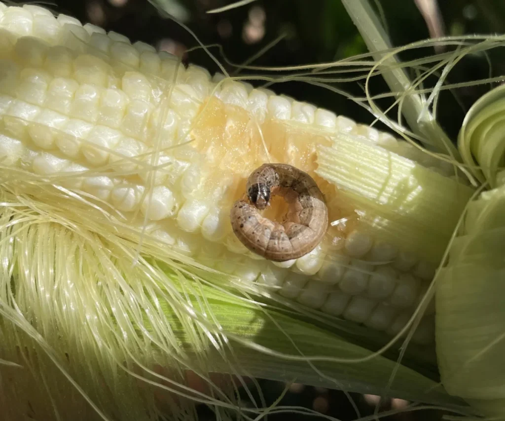 Lagarta-do-cartucho, Spodoptera frugiperda, em espiga de milho.