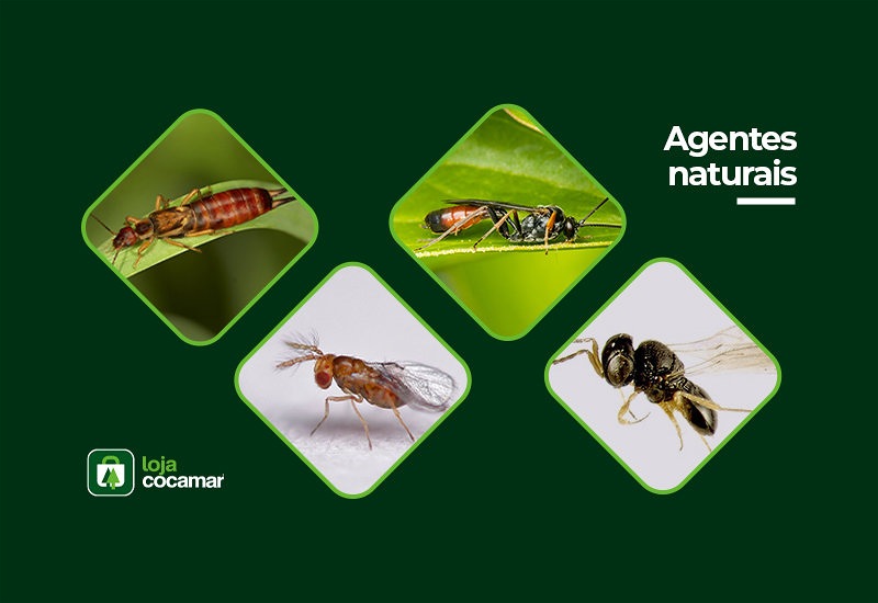 Imagem de 4 tipos de insetos que prejudicam o progresso de uma plantação