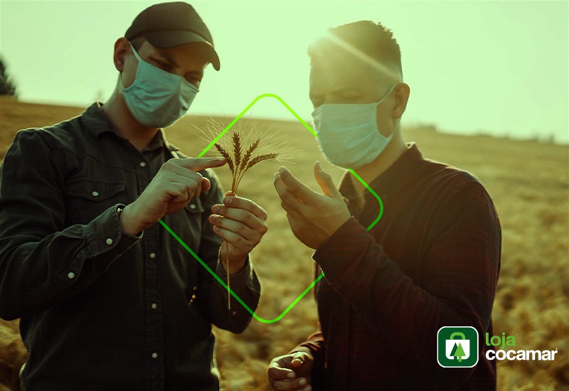 Imagem de dois produtores rurais conferindo as características de uma planta