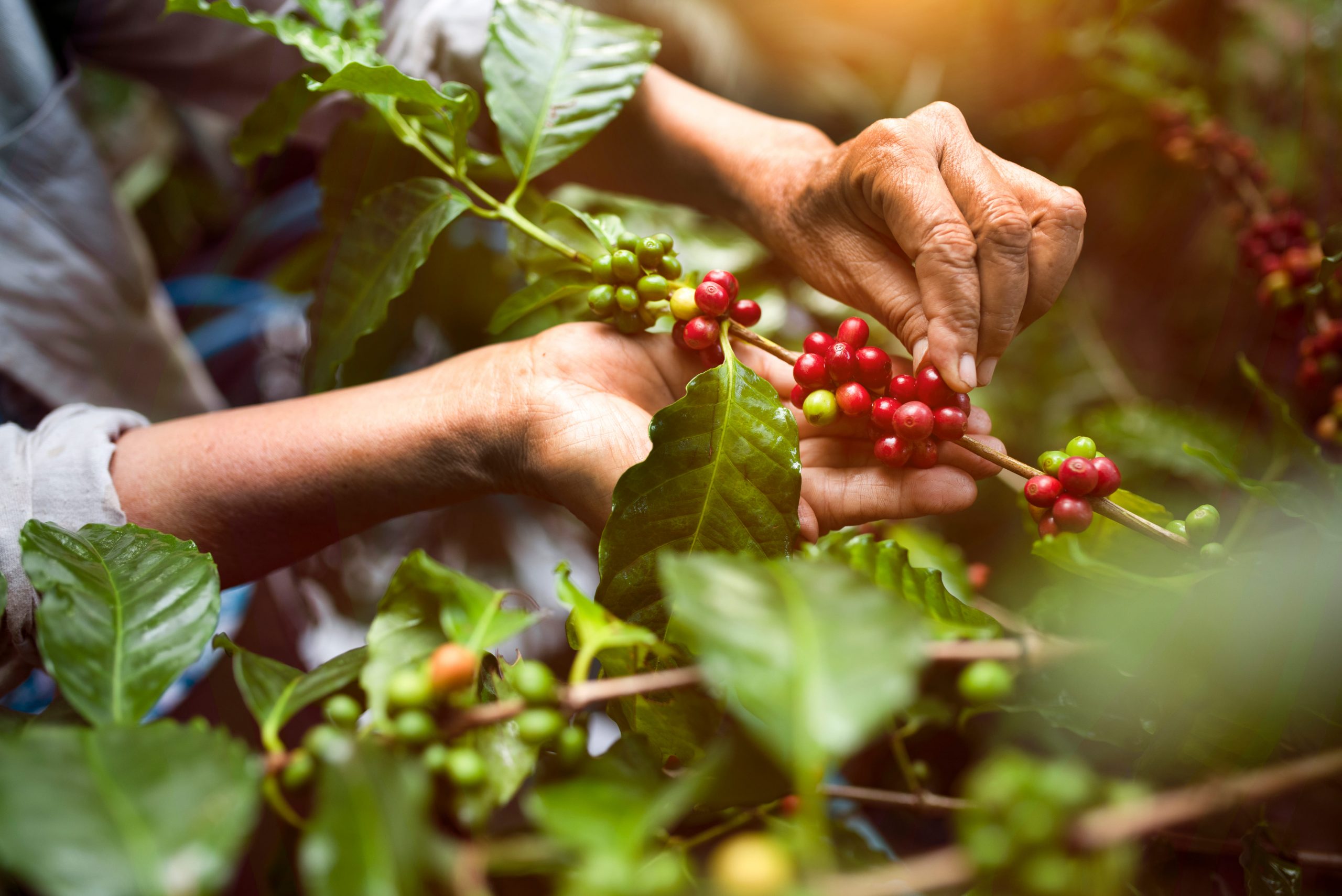 Mudanças climáticas influenciam demanda por cafés robusta e