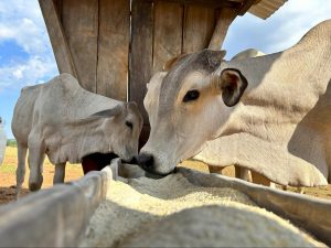 Gados consumindo suplemento bovino