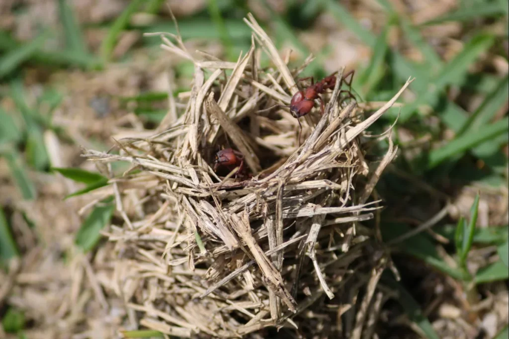 Ninho de formiga-cortadeira.