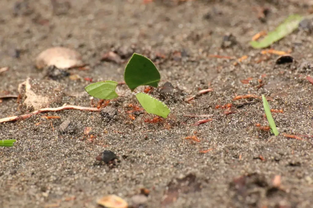 Trilha de formigas-cortadeira quenquém carregando folhas.