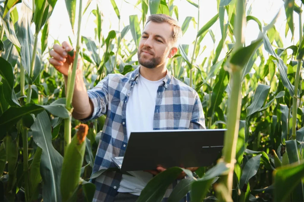 Produtor avaliando plantas de milho, em fase de maturação. O desempenho da lavoura é reflexo do uso de insumos agrícolas de qualidade.