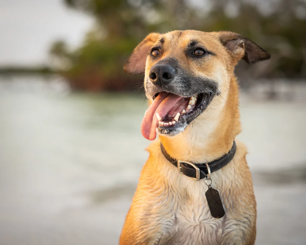 Cachorro caramelo parado na praia, com a língua de fora, expressando alegria e diversão ao ar livre.