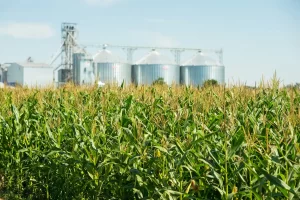 Descubra a importância dos insumos agrícolas para a produtividade e a sustentabilidade das lavouras, desde sementes até fertilizantes e defensivos.