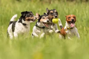 Conheça as principais raças de cachorro no Brasil: descubra as mais famosas e suas características únicas.