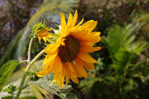 O que plantar em fevereiro: dicas práticas de cultivo sazonal 3 Close-up de um girassol amarelo com um pequeno inseto sobre uma de suas pétalas.