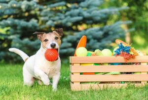 Brinquedo para cachorro: benefícios, modelos e dicas de uso para seu pet.