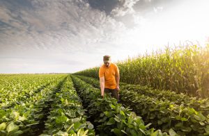 Veja como funciona a agricultura itinerante