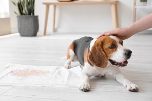Descubra como educar seu cachorro a fazer as necessidades no lugar certo com o banheiro higiênico Xixi Fácil. Mais higiene e praticidade em casa.