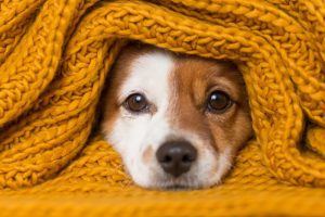 Descubra se cachorro sente frio