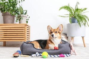 Cachorro da raça Welsh Corgi tricolor deitado em cantinho pet em casa, sobre uma cama cinza escura, cercado por brinquedos coloridos como bola de tênis, corda, bola de borracha, pelúcia e uma bola azul com espinhos.