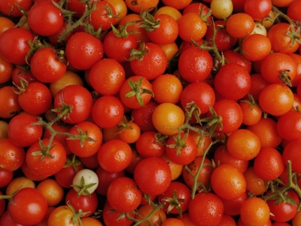 Saiba quais são os 11 alimentos proibidos para cães e gatos 1 Tomates cereja frescos e maduros em tons vibrantes de vermelho e laranja, dispostos sobre uma superfície clara, destacando sua textura brilhante e aparência suculenta.