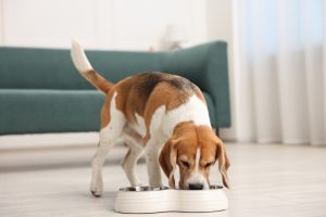 Filhote de cachorro da raça Beagle comendo em um comedouro colocado sobre um tapete higiênico, em ambiente interno limpo e iluminado.
