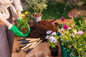 Jardineiro plantando flores em um jardim, com as mãos cuidadosamente posicionando mudas no solo, destacando o cuidado e dedicação ao cultivo de plantas.