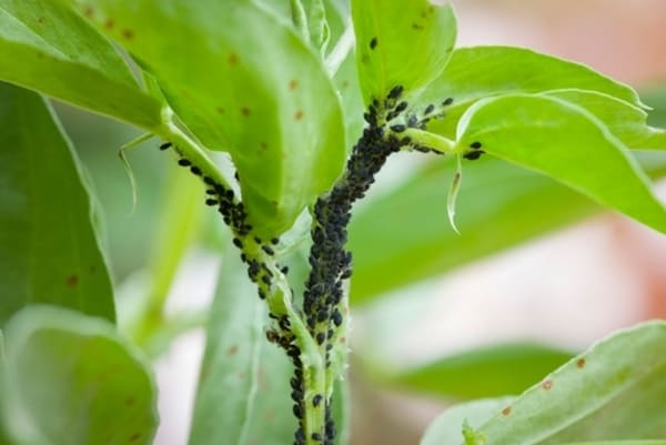 Close-up de pulgões pretos agrupados em um caule de planta, mostrando detalhes dos insetos sugando a seiva e interagindo entre si. 