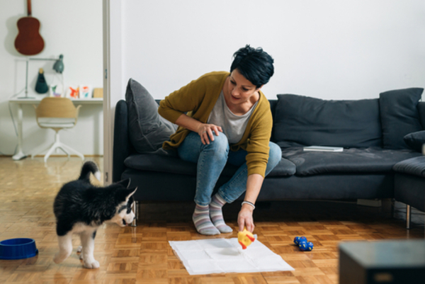 Como ensinar seu cachorro a usar tapete higiênico em 4 passos 1 Mulher ensinando seu cachorro a usar o tapete higiênico em casa, em um momento de treinamento com paciência e cuidado.