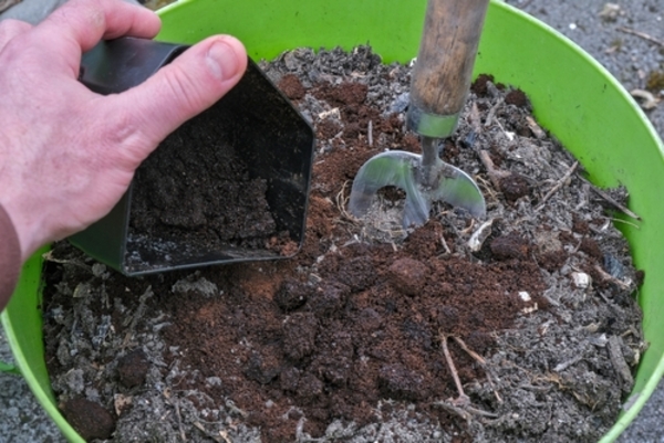 Como plantar temperos em casa: guia prático para uma horta caseira saudável 1 Borra de café sendo despejada em um vaso de flores, como parte do preparo de adubo natural para plantas.