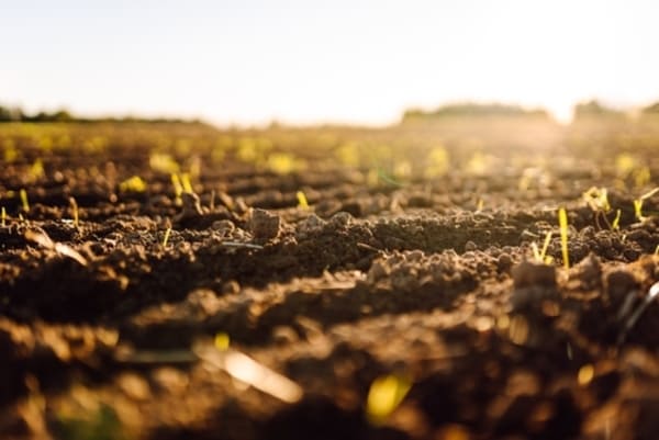 Boro nas plantas: função, benefícios, aplicação e sinais de deficiência 1 Solo preto e fértil preparado para o plantio, com textura rica e úmida, cobrindo toda a imagem, simbolizando o início de um novo ciclo agrícola.