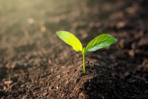 Muda verde brotando do solo fértil, simbolizando crescimento, sustentabilidade e o início de um novo ciclo de vida, com fundo desfocado que destaca a planta.
