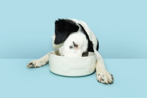 Filhote de Border Collie comendo ração em um recipiente, com expressão concentrada e fundo neutro. 