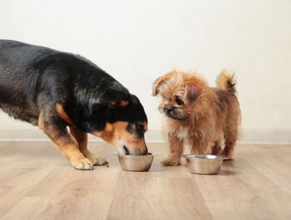 Dois cães comendo juntos em um recipiente de alumínio colocado no chão, em ambiente externo com piso de concreto. 