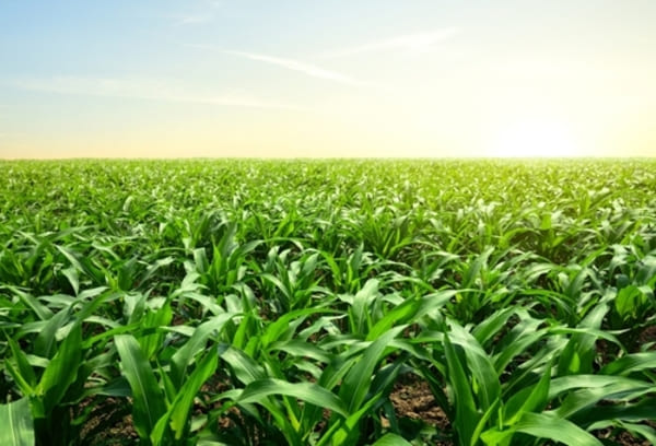 Vista panorâmica de uma plantação jovem de milho, com fileiras verdes bem alinhadas se estendendo até o horizonte sob um céu parcialmente nublado, representando o início do ciclo agrícola. 