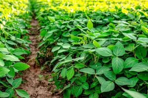 Brotos de soja (Glycine max) emergindo do solo fértil, com folhas jovens e verdes em destaque, simbolizando o início do cultivo agrícola e o potencial de crescimento.