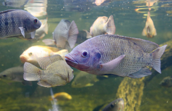 Descubra qual a melhor ração para peixe tilápia: nutrição eficiente para cada fase de crescimento 1 Tilápias vermelhas nadando em um tanque de água, com reflexos suaves na superfície.