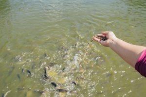 Mulher alimentando peixes em um rio, com várias tilápias nadando na água doce próxima à margem.