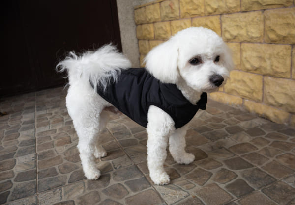 Cachorro da raça Bichon Maltês com pelagem branca, vestido com casaco preto elegante, posando em ambiente interno. 