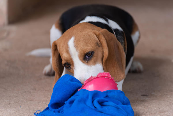 Filhote brincando com um brinquedo sobre um paninho, em ambiente interno, demonstrando comportamento lúdico e curioso. 