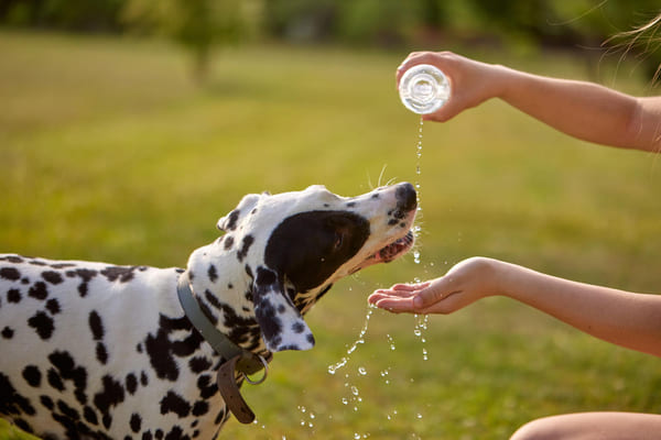 Cachorro da raça dálmata bebendo água de uma garrafa plástica oferecida pelo dono em um dia quente e ensolarado.