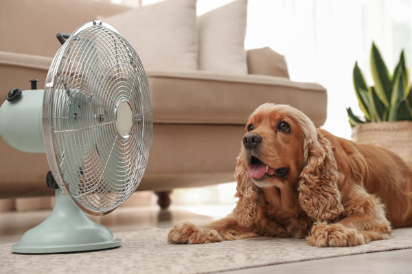 Cocker Spaniel inglês deitado no chão aproveitando o vento de um ventilador dentro de casa durante o calor do verão. 