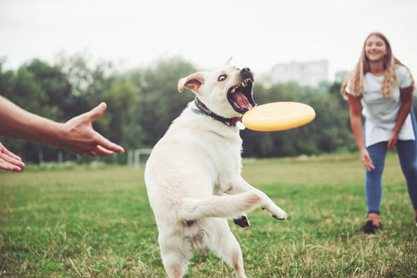 Garota sorridente brincando com seu cachorro no parque em um dia ensolarado. 