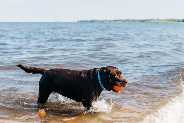 Cão preto brincando na areia da praia em um dia ensolarado. 