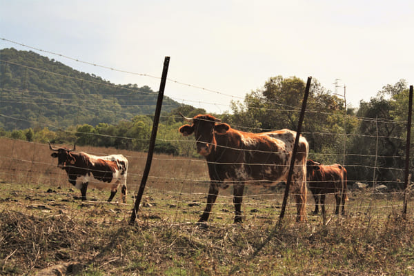Controle de parasitas em bovinos: por que o início do ano é o momento ideal para intervenção? 1 Rebanho de bovinos em um campo aberto, com gramado verde e céu claro ao fundo.