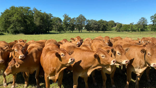 Controle de parasitas em bovinos: por que o início do ano é o momento ideal para intervenção? 2 Vacas pastando em um campo aberto no Brasil, com gramado verde e árvores ao fundo sob céu claro.