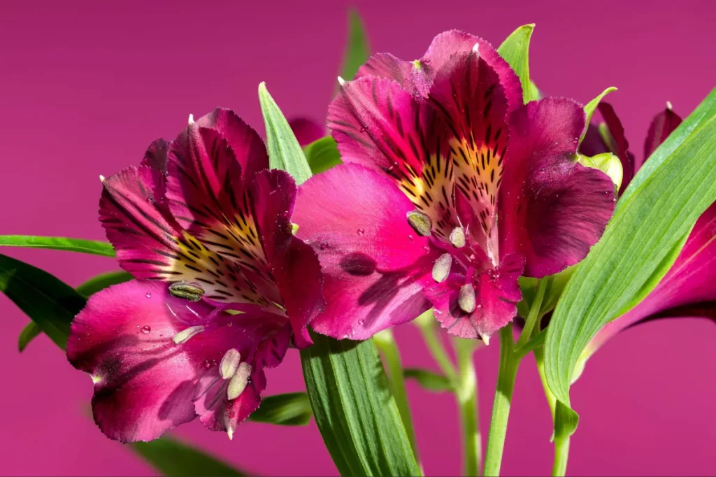 15 flores para presente: conheça tipos e significados para surpreender 6 Astromélia, uma das opções de flores para presentear.