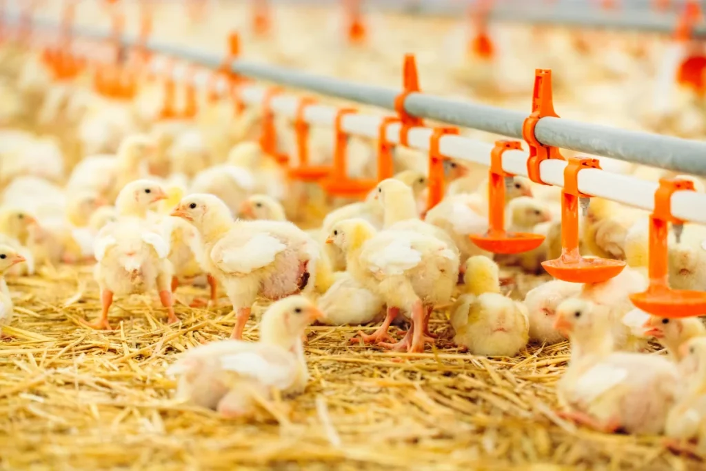 Pintinhos de corte bebendo água em sistema automatizado de niple.