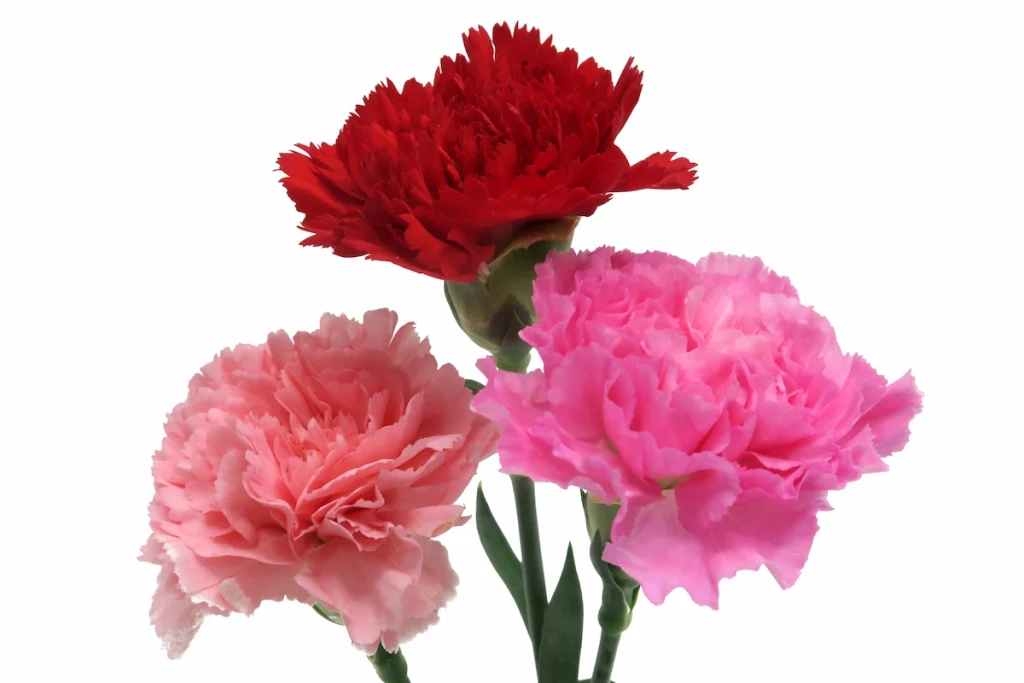 15 flores para presente: conheça tipos e significados para surpreender 9 Cravo, uma das opções de flores para presentear.