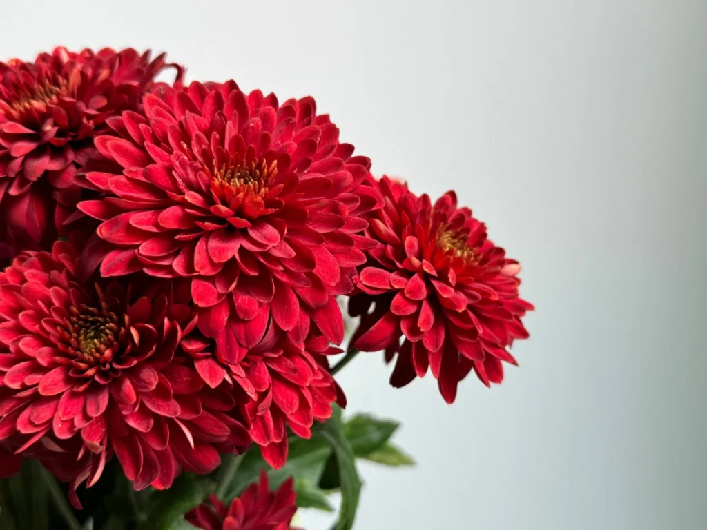 15 flores para presente: conheça tipos e significados para surpreender 10 Crisântemo, uma das opções de flores para presentear.