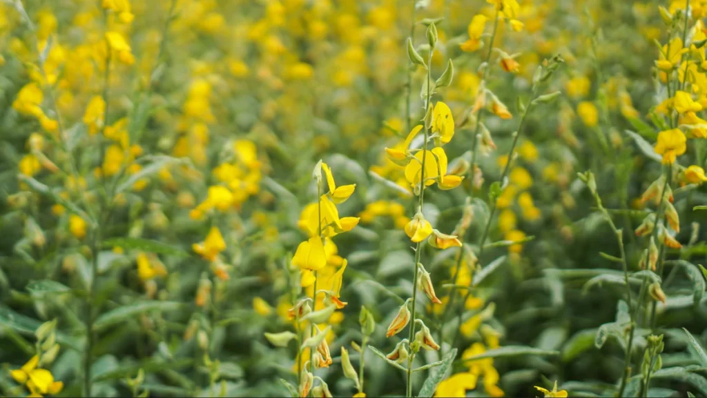 Flores amarelas vibrantes de crotalária em uma lavoura de cobertura verde.