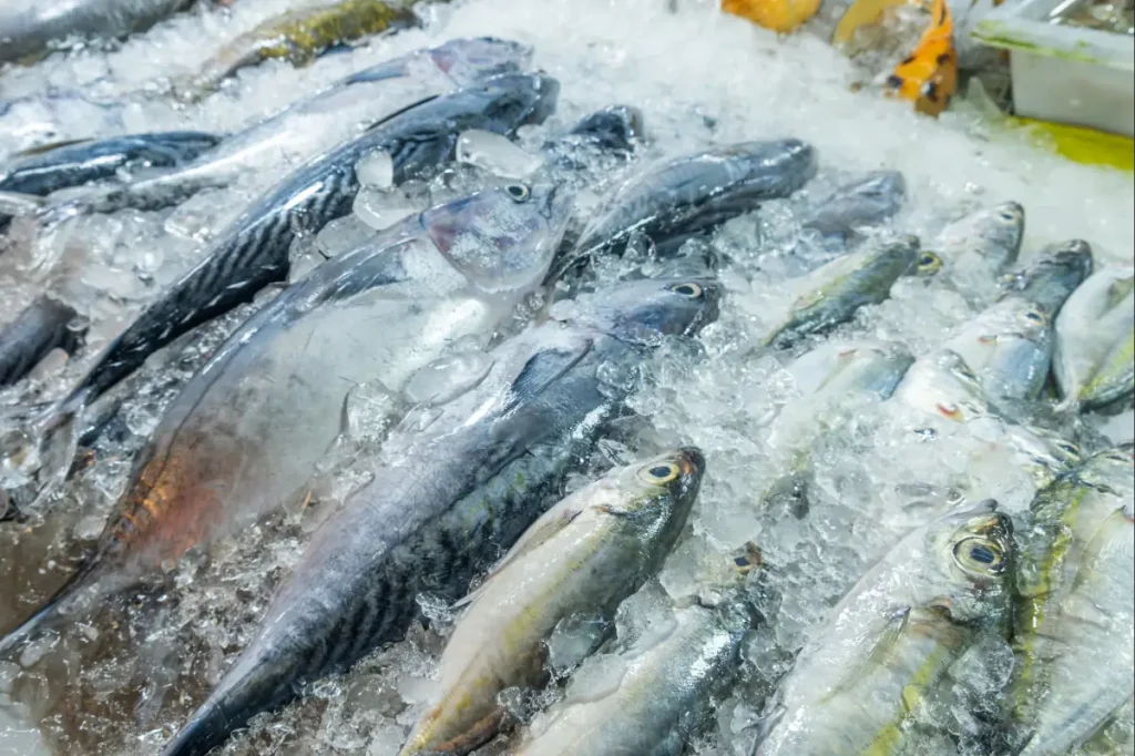 Peixes inteiros frescos expostos sobre uma camada de gelo picado, reforçando a importância da escolha de ingredientes frescos para receitas de Páscoa.