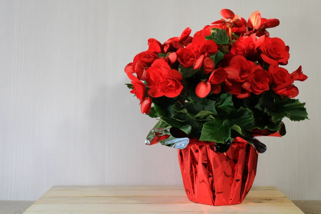 15 flores para presente: conheça tipos e significados para surpreender 18 Vaso de begônias vermelhas para o Dia das Mães.