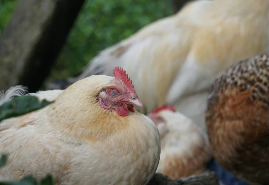  Galinha branca em posição de repouso em ambiente de criação.